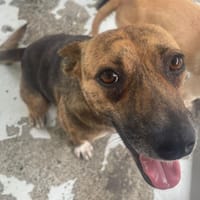 HOPPY, chienne à adopter