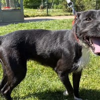 QUEEN PAA24201, chienne à adopter