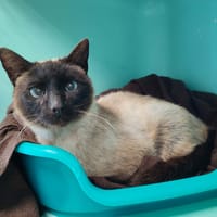 DEAMBULATEUR QCT, chat à adopter