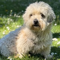 Resiste CAA15132, chienne à adopter