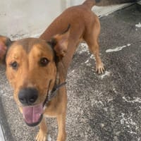 MAUGREY, chien à adopter