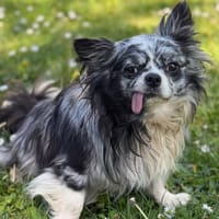 Vicking CAA15136, chien à adopter