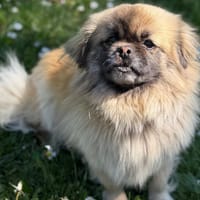 Usiane CAA15138, chienne à adopter