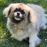 Soleyne CAA15139, chienne à adopter