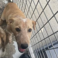 HONEY, chien à adopter