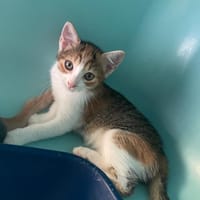 CYMBALE, chatte à adopter