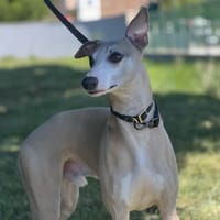 PERCY, chien à adopter