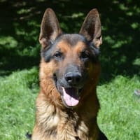 ROCKY CHAO, chien à adopter