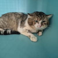RAMBO, chat à adopter