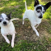 ARTHUR OAA19990, chien à adopter