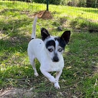 ARTHUR OAA19990, chien à adopter