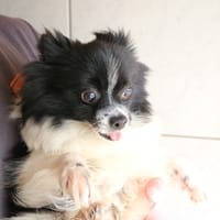 MIREILLE HAA24763, chienne à adopter