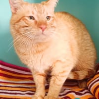 mars, chat à adopter