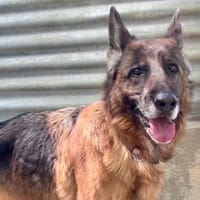 NALA MA LOUVE, chienne à adopter