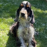 Soprano CAA15135, chien à adopter