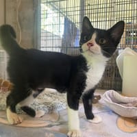 NEPTUNE (Réservée), chatte à adopter