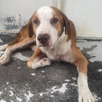 PRONTO, chien à adopter