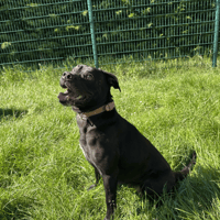 TINA, chienne à adopter