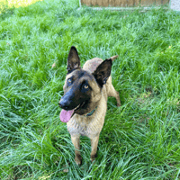 VENUS, chienne à adopter