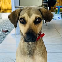 FATOU QCN, chienne à adopter