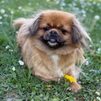 Tulipe CAA15140, chienne à adopter