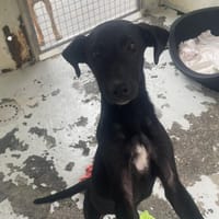 FRISKY, chienne à adopter