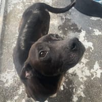SKIP, chien à adopter