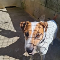 ROUCKY, chien à adopter