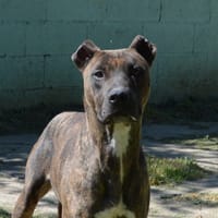 HOURA CHAO, chienne à adopter