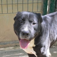 NINO CHAO, chien à adopter