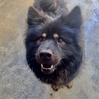 MICKAEL réservé, chien à adopter