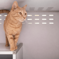 CAPRI, chat à adopter