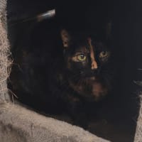 ISA-BELLE, chatte à adopter