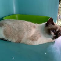 ROBINE, chatte à adopter