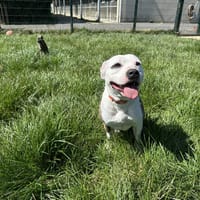 ROCKY, chien à adopter