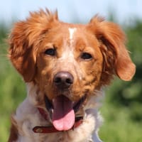 SCOTTY, chien à adopter