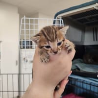 CLAUDE QCT (a trouvé sa famille), chat à adopter