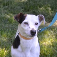 ARSEN CHAO, chien à adopter