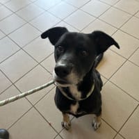 Tobby, chien à adopter