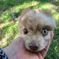 ORION OAA19988, chien à adopter