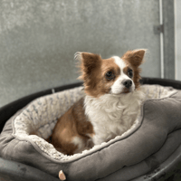 Guizmo, chien à adopter