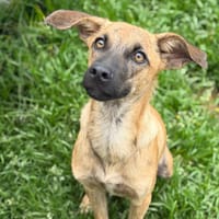 Barry CAA15080, chien à adopter