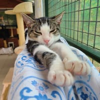 VIDOCQ, chat à adopter