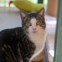 VIDOCQ, chat à adopter