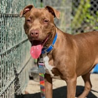 Choco, chien à adopter