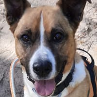 Fox, chien à adopter