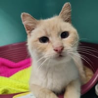 RETRAITE QCT, chatte à adopter