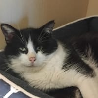 ROGER PAB28730, chat à adopter