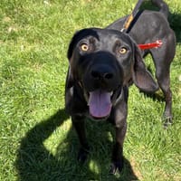 TONNERRE PAA24202, chien à adopter