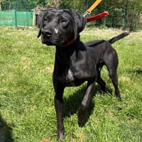 TONNERRE PAA24202, chien à adopter